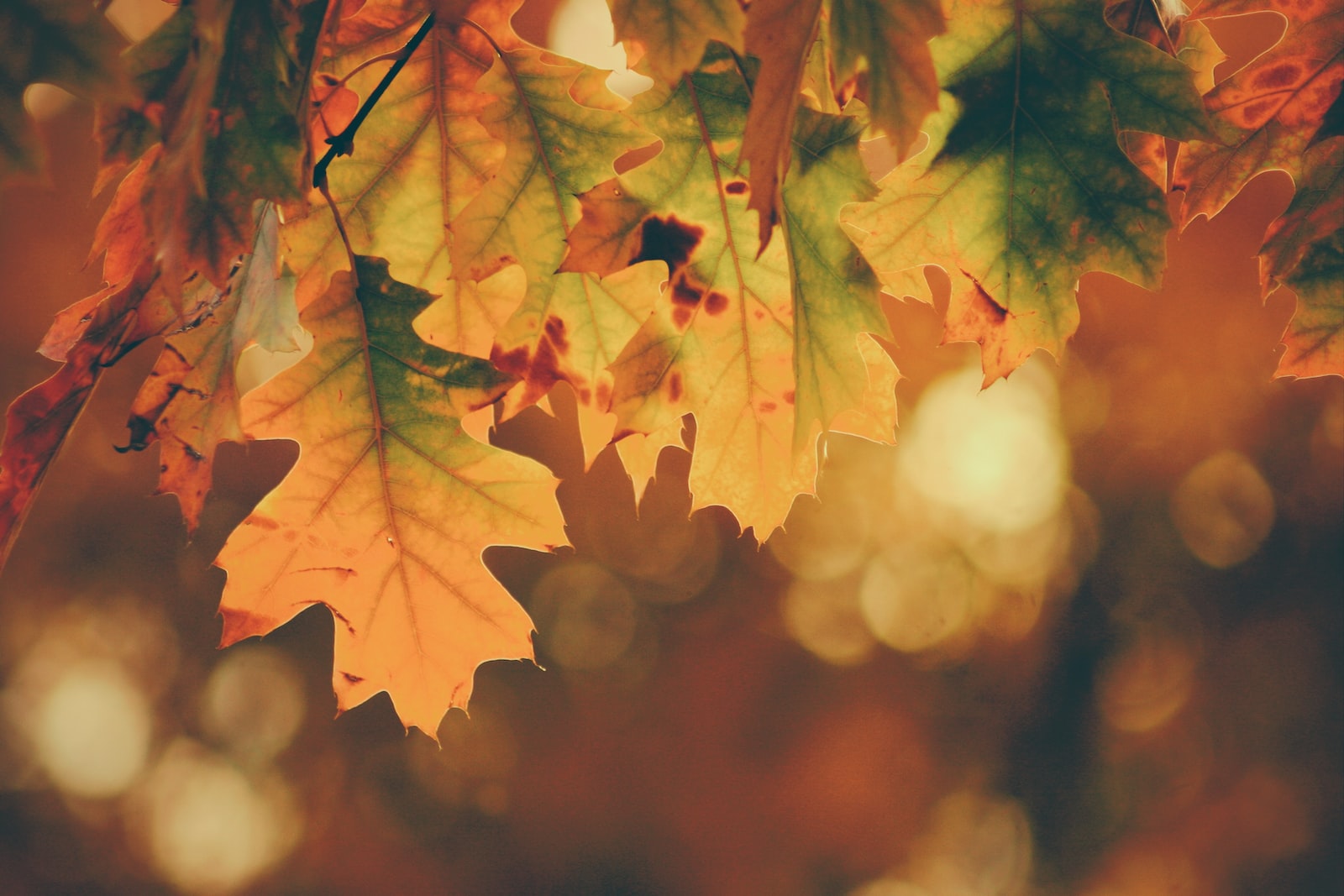 tilt shift photography of maple leaves